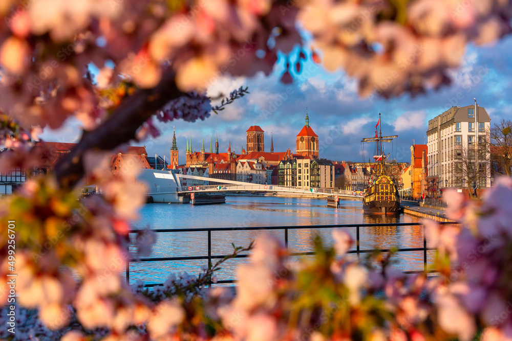 Sunrise by the Motława River with a view of Gdańsk through the blooming cherry trees