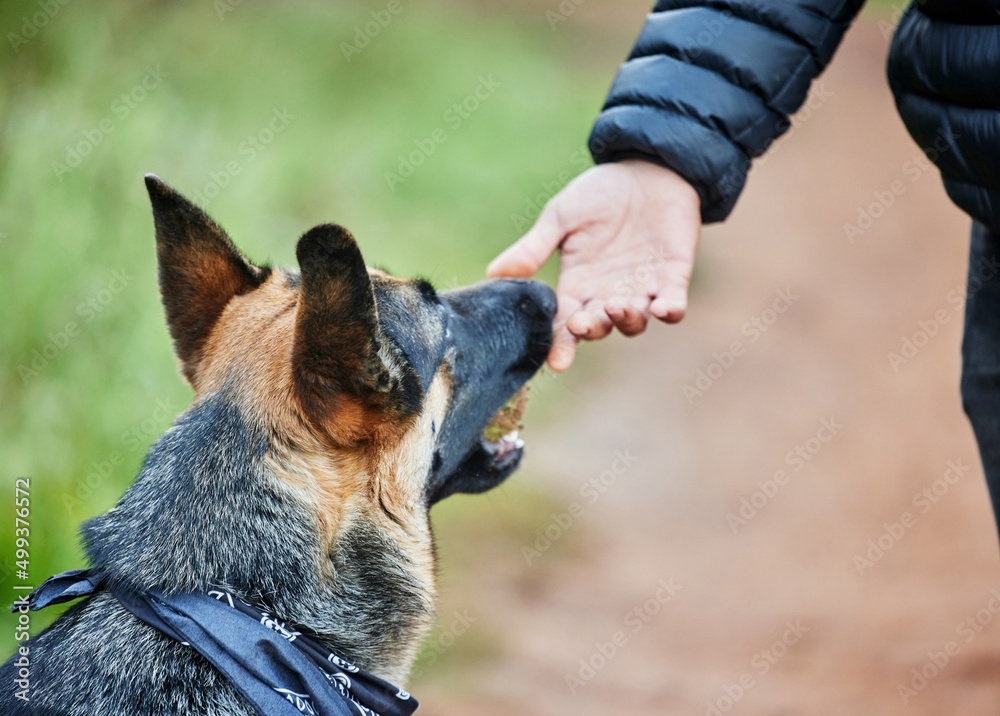 如果你想要朋友，就养条狗。一只可爱的德国牧羊犬被主人训练的照片。