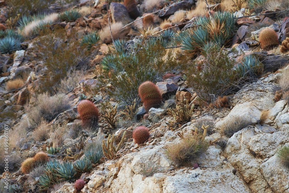 加利福尼亚州南部安扎博雷戈沙漠的桶形仙人掌。桶形仙人掌Ferocactus cylindraceus