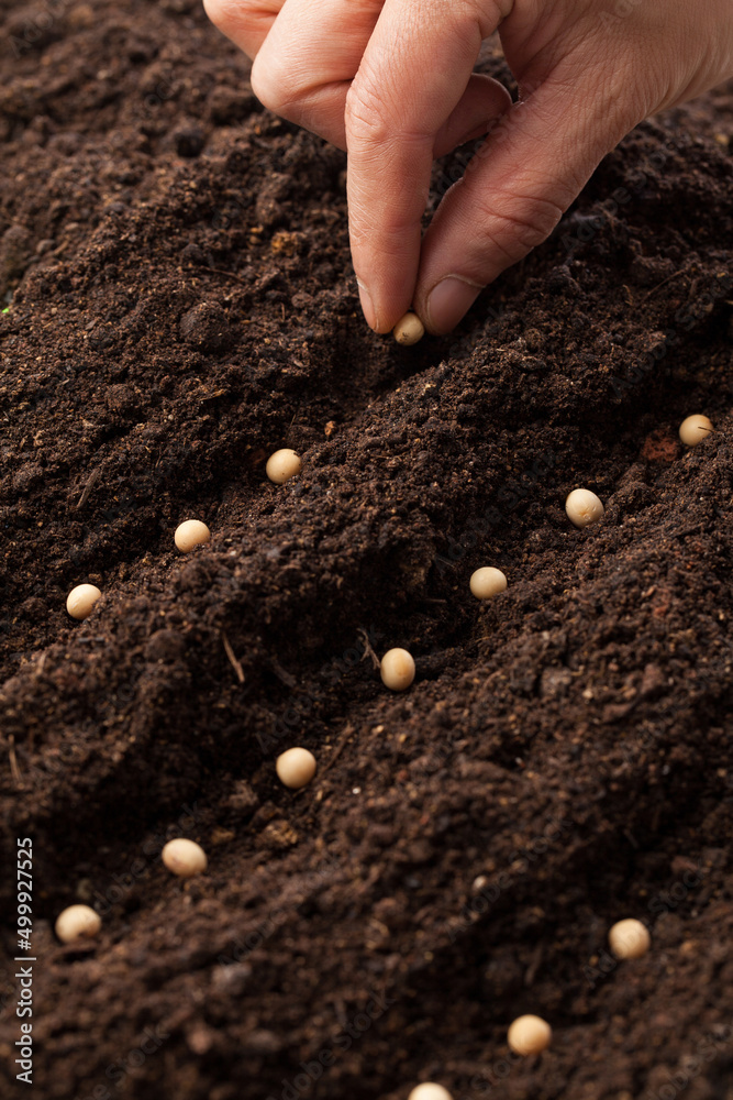 在土壤中人工播种的特写镜头。