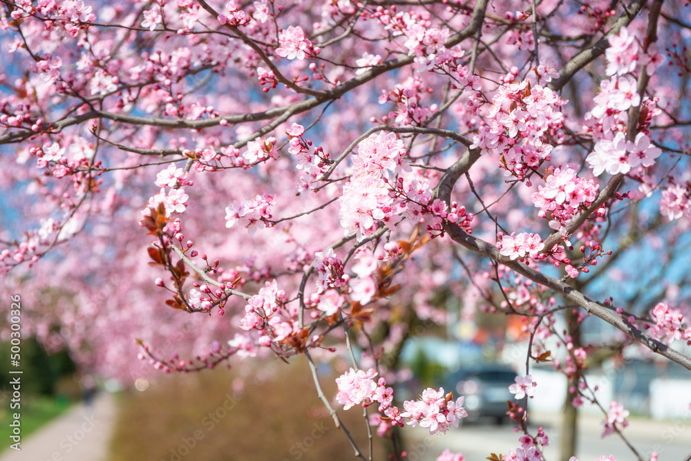 樱花盛开的春天小巷。
