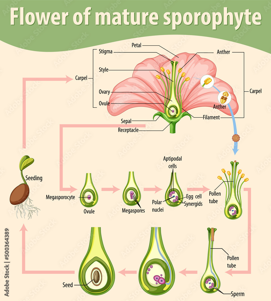 成熟孢子体花朵示意图