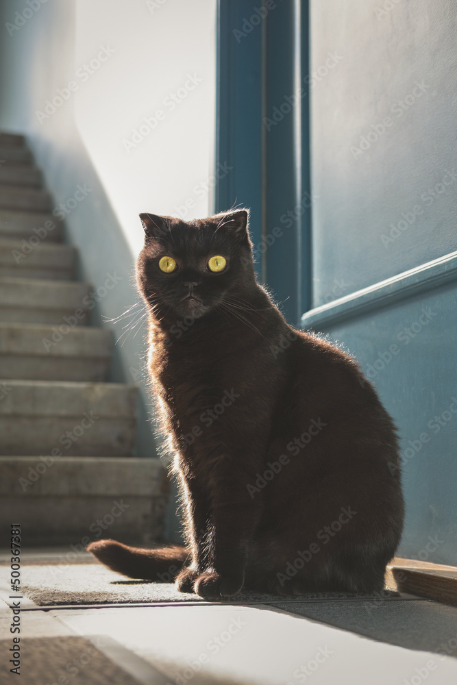 猫坐在家里楼梯上紧闭的门后。美丽、棕色、悲伤、饥饿的苏格兰褶皱