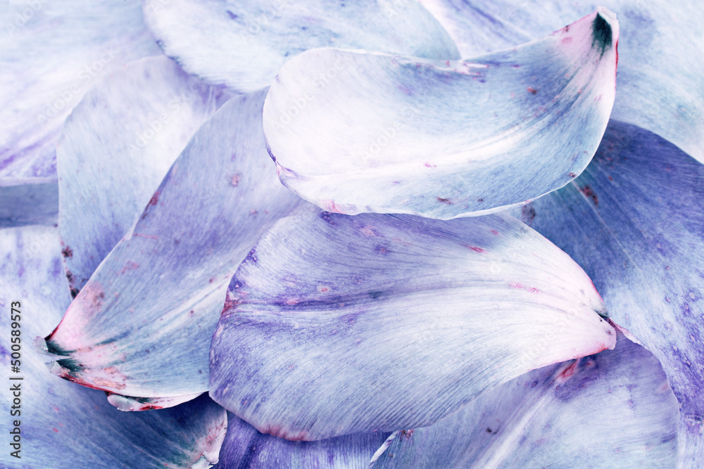 紫罗兰郁金香花瓣背景