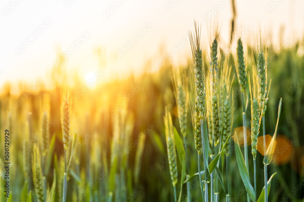 春田青小麦新鲜穗的宏观特写。农业场景。