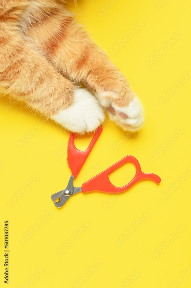 黄色背景上带剪刀的可爱猫