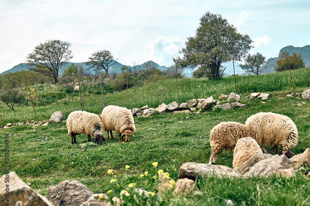 意大利西西里岛，一群羊在绿色的草地上吃草。