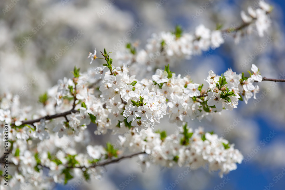 蓝天上开着白花的苹果树的春天