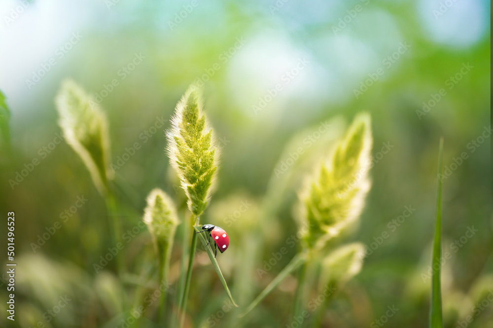清晨，瓢虫在大自然中蓬松多汁的绿色野草中，在户外有美丽的博克
