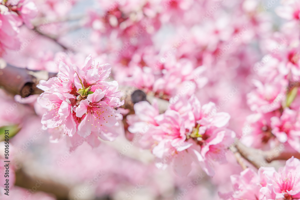 ピンク色が綺麗な満開の桃の花、山梨県笛吹市