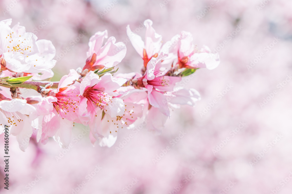 ピンク色が綺麗な満開の桃の花、山梨県笛吹市