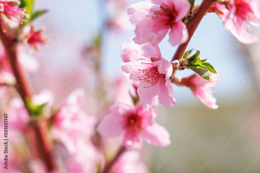 色が綺麗な満開の桃の花、山梨県笛吹市