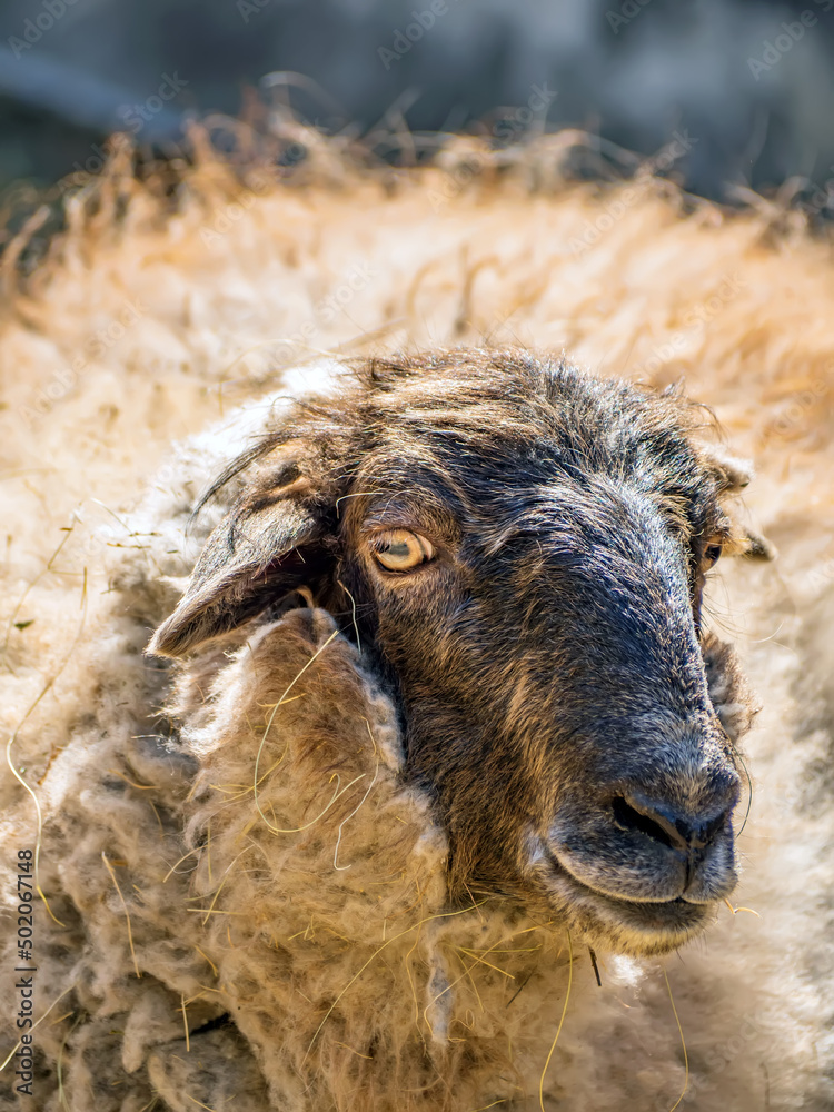 背景模糊的羊头。特写。