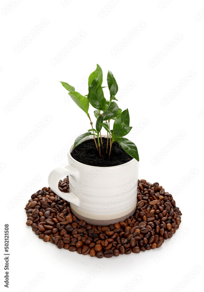 杯子里的咖啡树和白底的咖啡豆