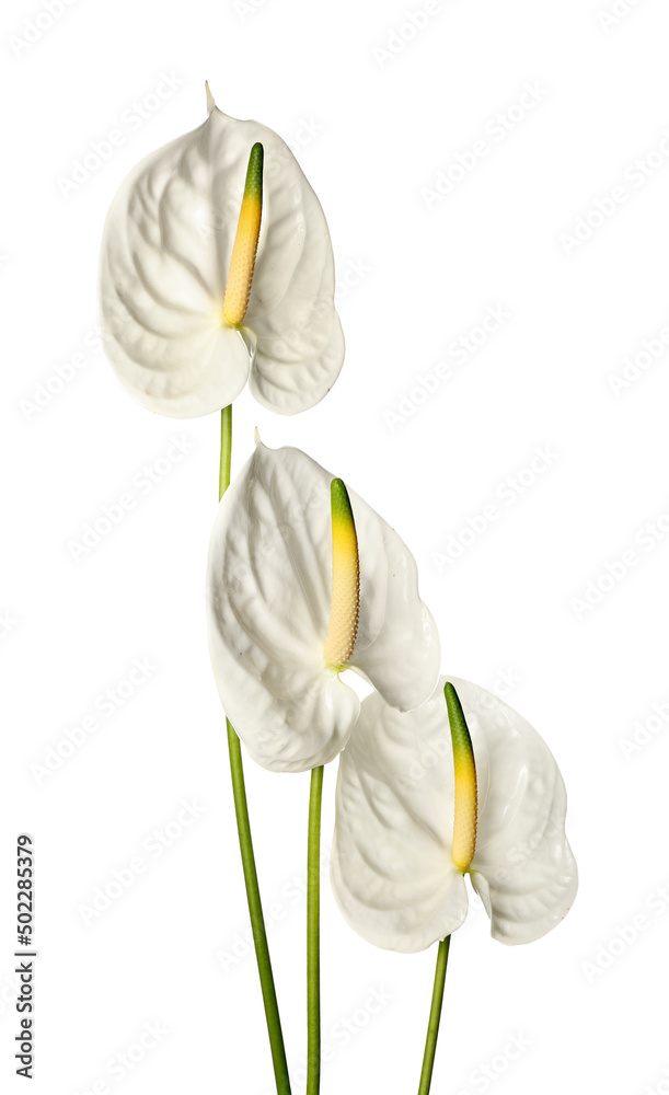 Beautiful anthurium flowers on white background