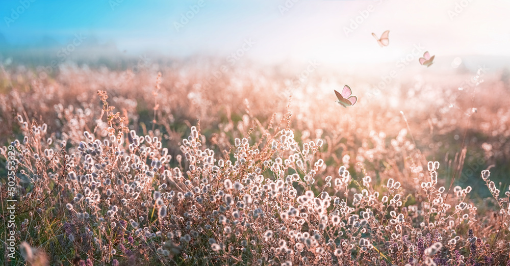 美丽蓬松的野草和田野里扑腾的蝴蝶在春天和夏天的阳光下欣赏大自然