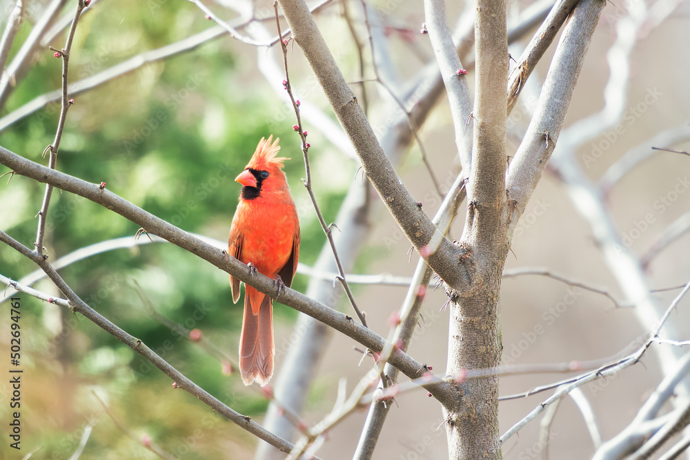栖息在树枝上的雄性北方红衣主教。马里兰州。美国