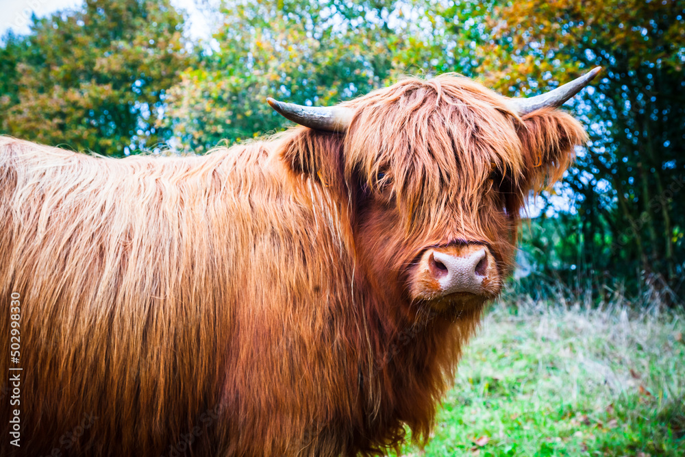 大自然中的苏格兰高地奶牛