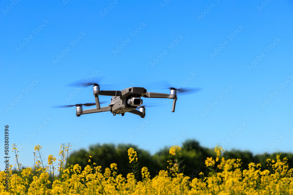 晴朗的日子里，无人机在油菜田上空蓝天下飞行。