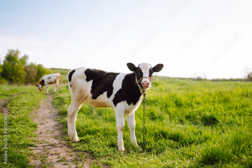 日落时分，小牛在吃草。农场里的小动物。