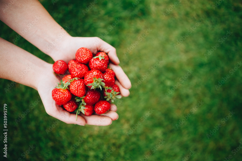新鲜草莓特写。手里拿着草莓的女人