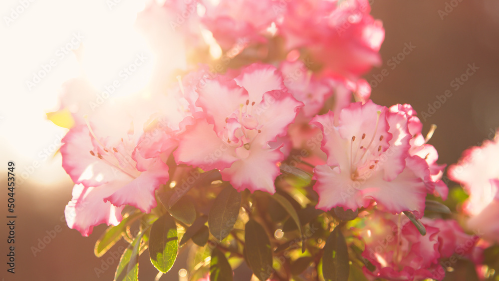 CLOSE UP, BOKEH Spring sun rays gently touching beautiful blooming white azalea
