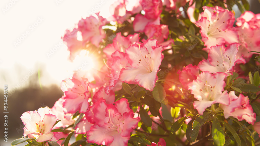 CLOSE UP, BOKEH: Sun rays gently touching beautiful blooming white azalea flower