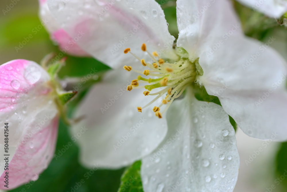 Flowers close up on an apple tree branch on a background of blurred garden after rain