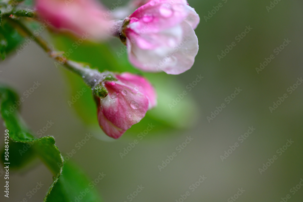 雨后，在模糊的花园背景下，花朵靠近苹果树枝