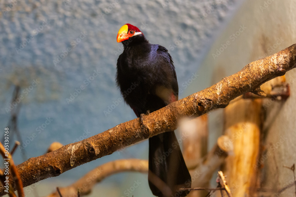 紫罗兰色turaco鸟