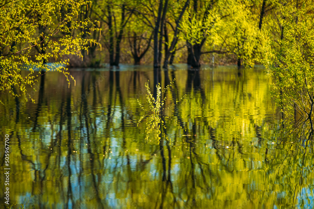 春季洪水期间积水的树木。水池中树木的倒影
