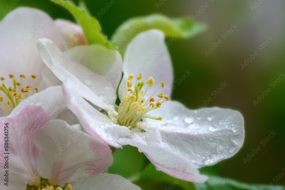 雨后，在模糊的花园背景下，花朵靠近苹果树枝
