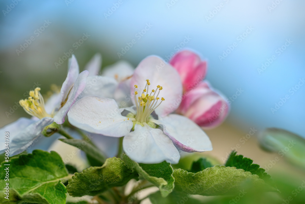 在模糊的花园背景下，花朵靠近苹果树枝