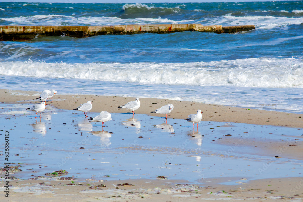 阳光明媚的日子里，许多白色海鸥在海边的沙滩上。更大的巨浪滚滚而来