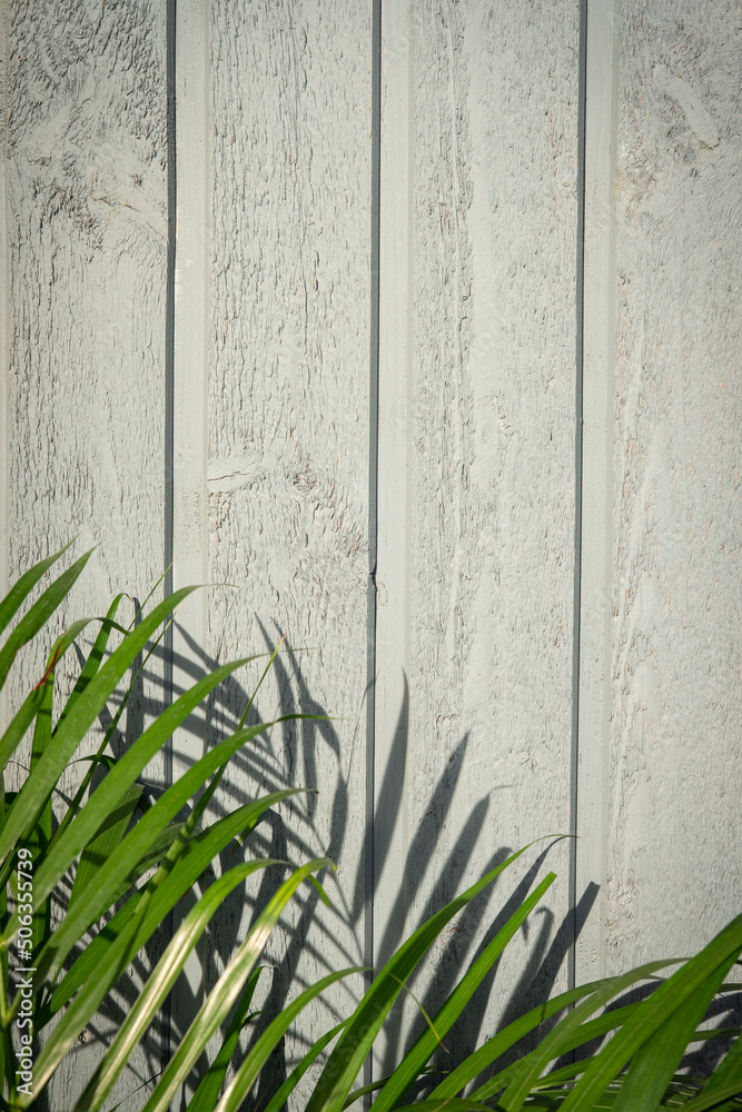 Palm tree on grey wooden background. Green tropical leaves in the garden against house wall. Fresh f