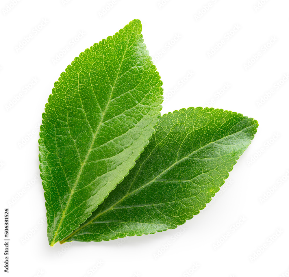Plum leaf isolated. Plum leaves on white top view. Green fruit leaves flat lay.  Full depth of field