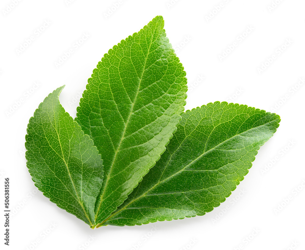 Plum leaf isolated. Plum leaves on white top view. Green fruit leaves flat lay.  Full depth of field