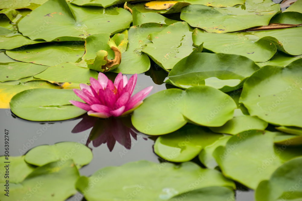  smalls pink lotus blooming and green leaves in water garden
