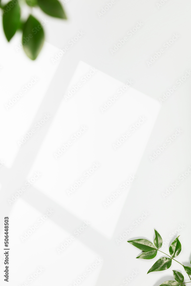 白色墙壁和绿色树叶上的窗帘。展示的时尚背景