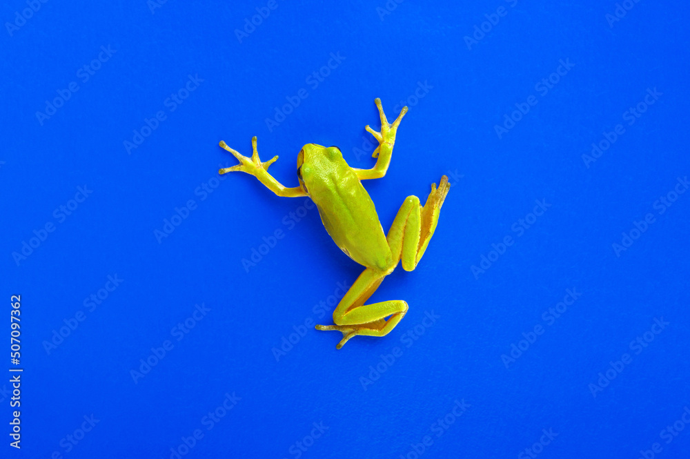 蓝色隔离的绿色树蛙