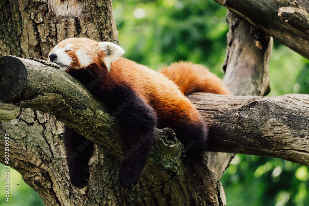 树上一只昏昏欲睡的红熊猫