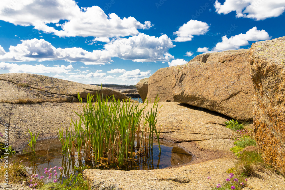 贫瘠的岩石景观中的小池塘。池塘是一个小型生态系统，植物、昆虫和微生物在其中