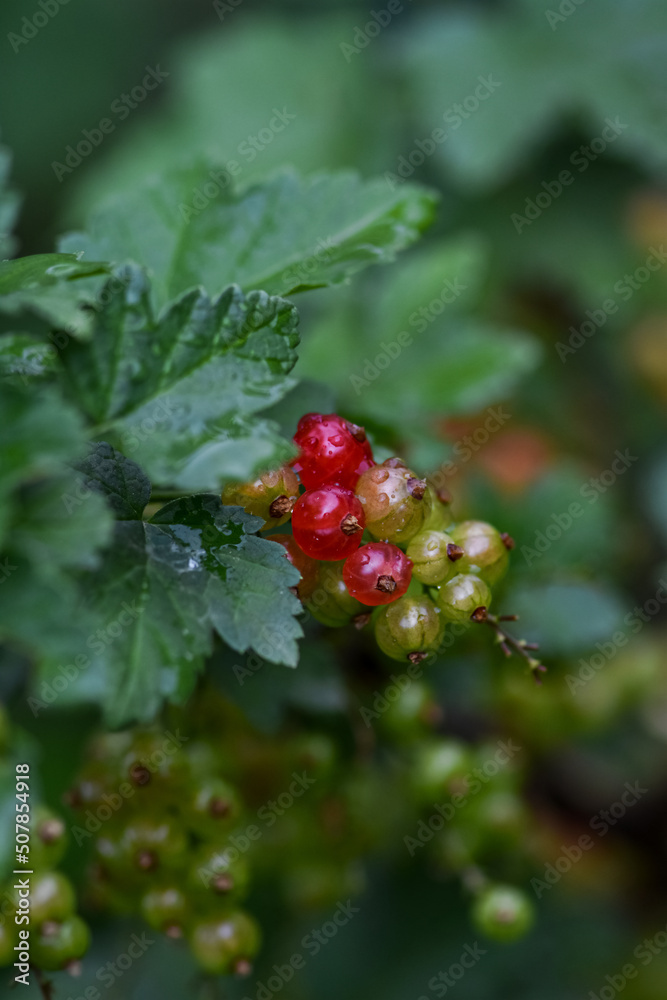 Close-up of unripe and ripe red currants on a branch in a garden plot