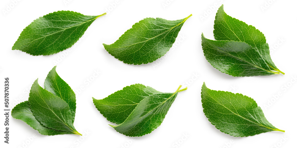 Plum leaf isolated. Plum leaves on white background top view. Green fruit leaves flat lay.  Full dep