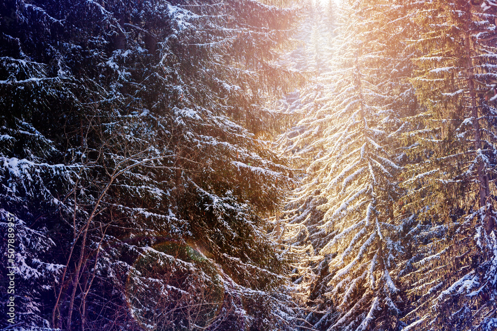 阳光穿过森林中被雪覆盖的冷杉