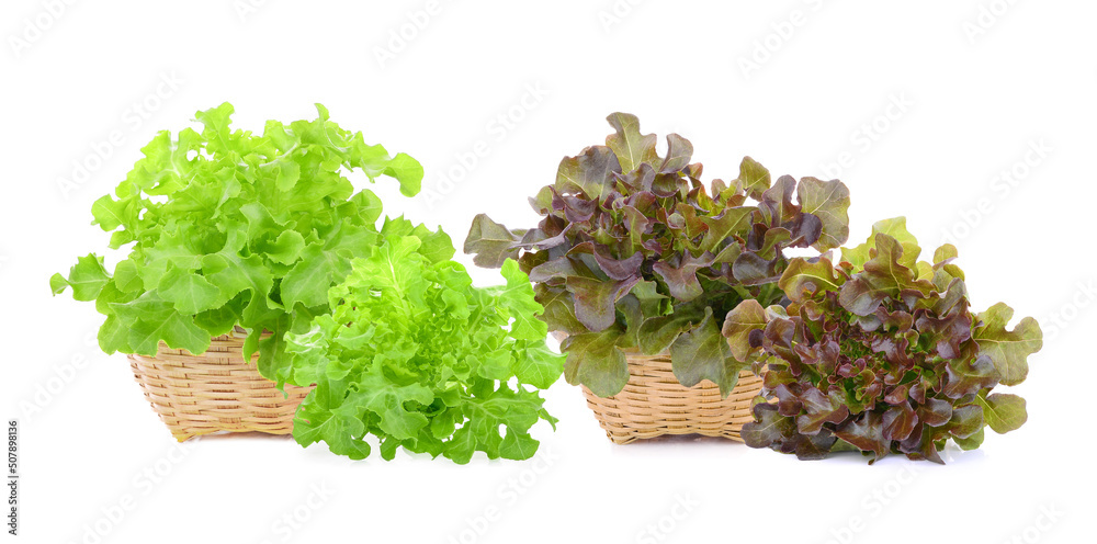 Fresh organic green and red lettuce in basket isolated on white background. 