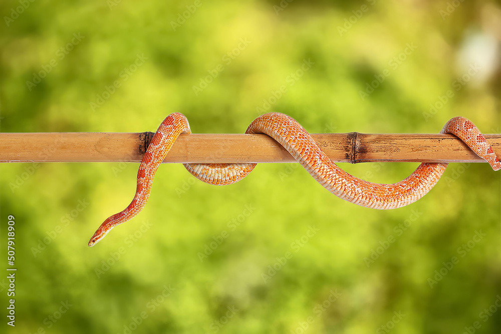 Corn snake on bamboo stick against blurred background