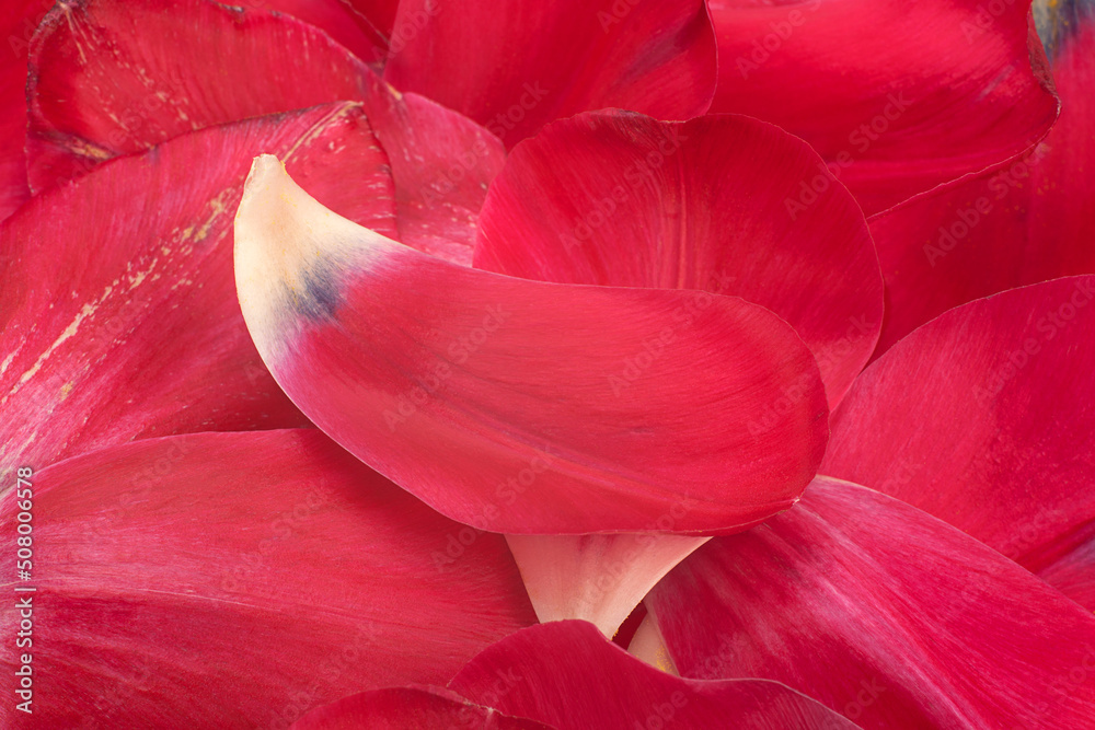 Red tulip flower petal background