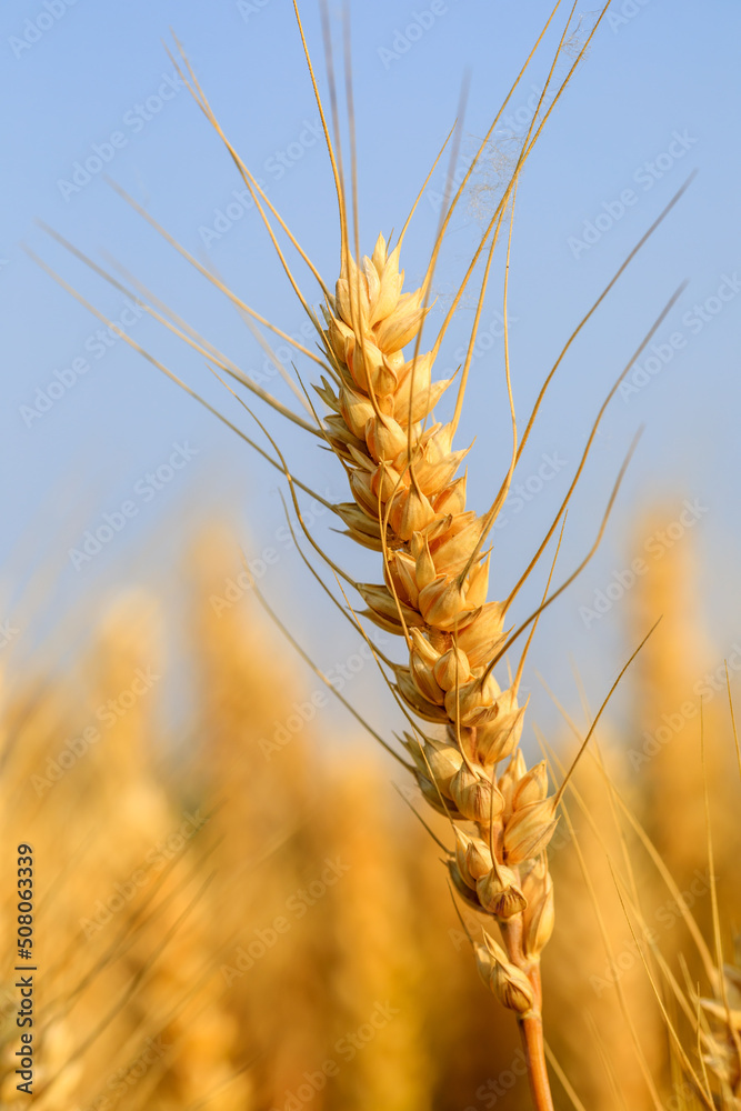 成熟的麦田，夏日田野里的自然风光。农业场景。