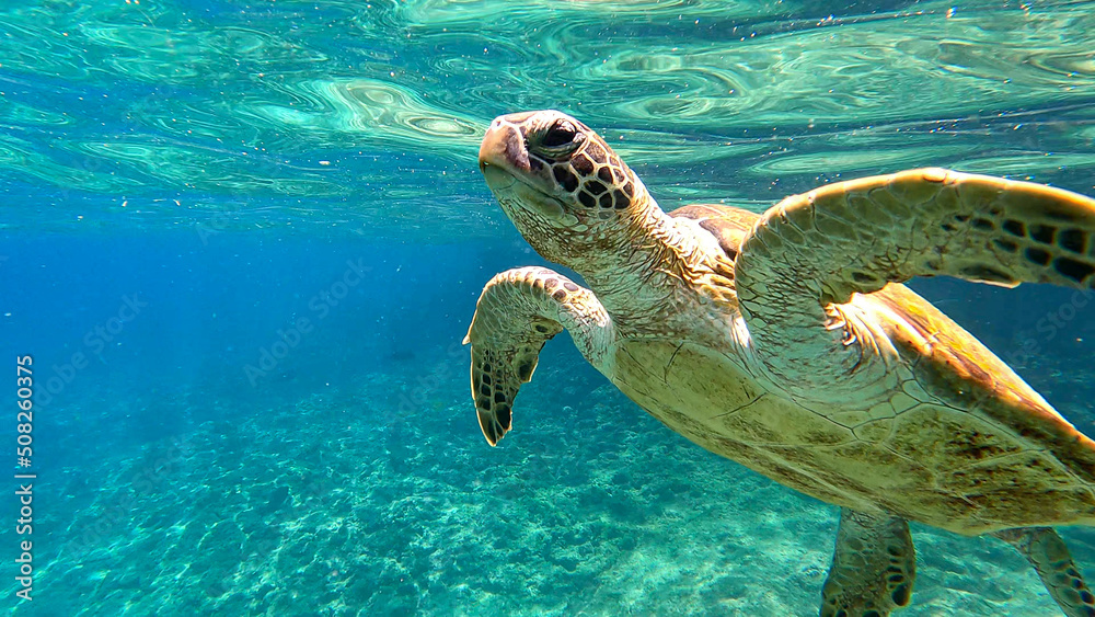 热带蓝色海水中的霍克斯比龟。